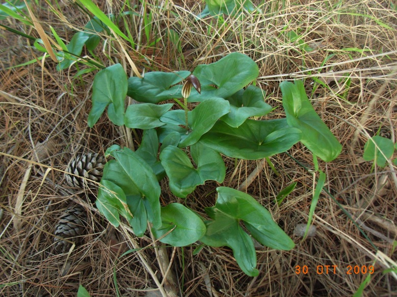 Arisarum vulgare